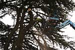 A crowd watches the work Tree surgeons at work