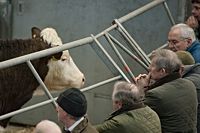Wonford Baptist Church and children Farmers and buyers view the stock.