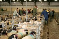 St Matthews Church, Newtown Working down the pens, in the sheep sale.