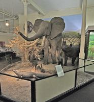 A view towards Exeter along the canal from the site. RAMM elephant
