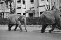 A view towards Exeter along the canal from the site. Circus elephants passing Sunningdale School