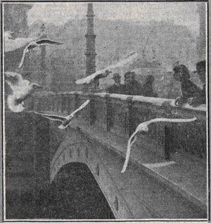 GULLS INVADE EXETER