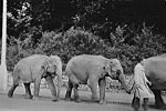 Mols Coffee House Elephants in Topsham Road.