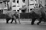 Mols Coffee House Elephants in Topsham Road.