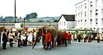 The elephants come to Exeter The elephants come to Exeter
