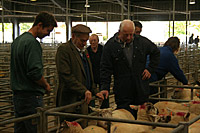 Sheepmarket Sheepmarket