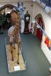 Gerald the Giraffe Gerald the Giraffe